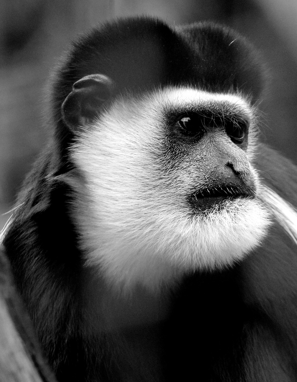 Beždžionė, Gyvūnas, Zoologijos Sodas, Nemokamos Nuotraukos,  Nemokama Licenzija