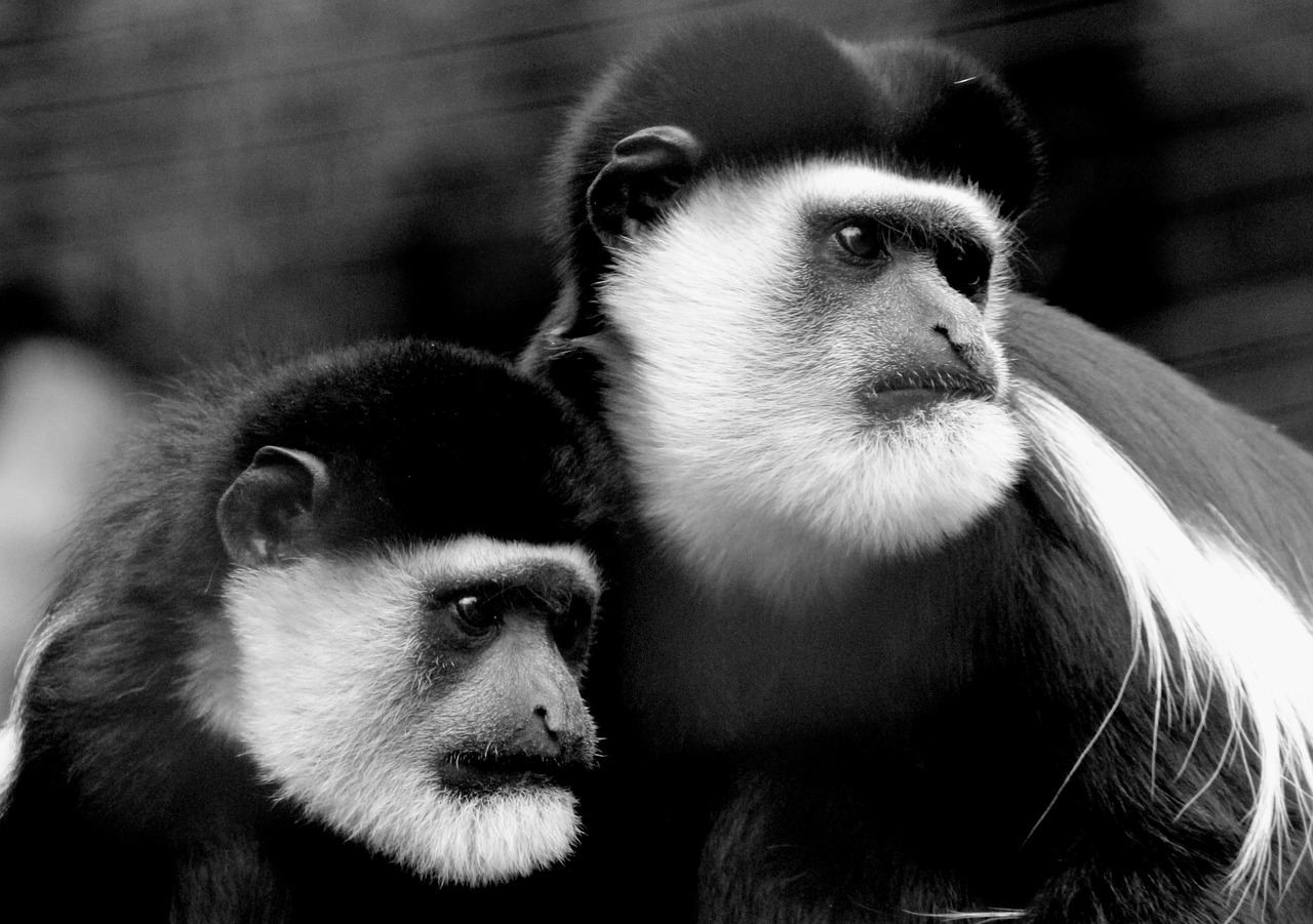 Beždžionė, Gyvūnas, Zoologijos Sodas, Nemokamos Nuotraukos,  Nemokama Licenzija