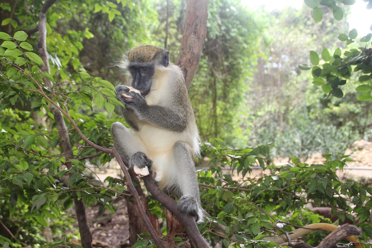 Beždžionė, Barbados, Gamta, Miškas, Nemokamos Nuotraukos,  Nemokama Licenzija