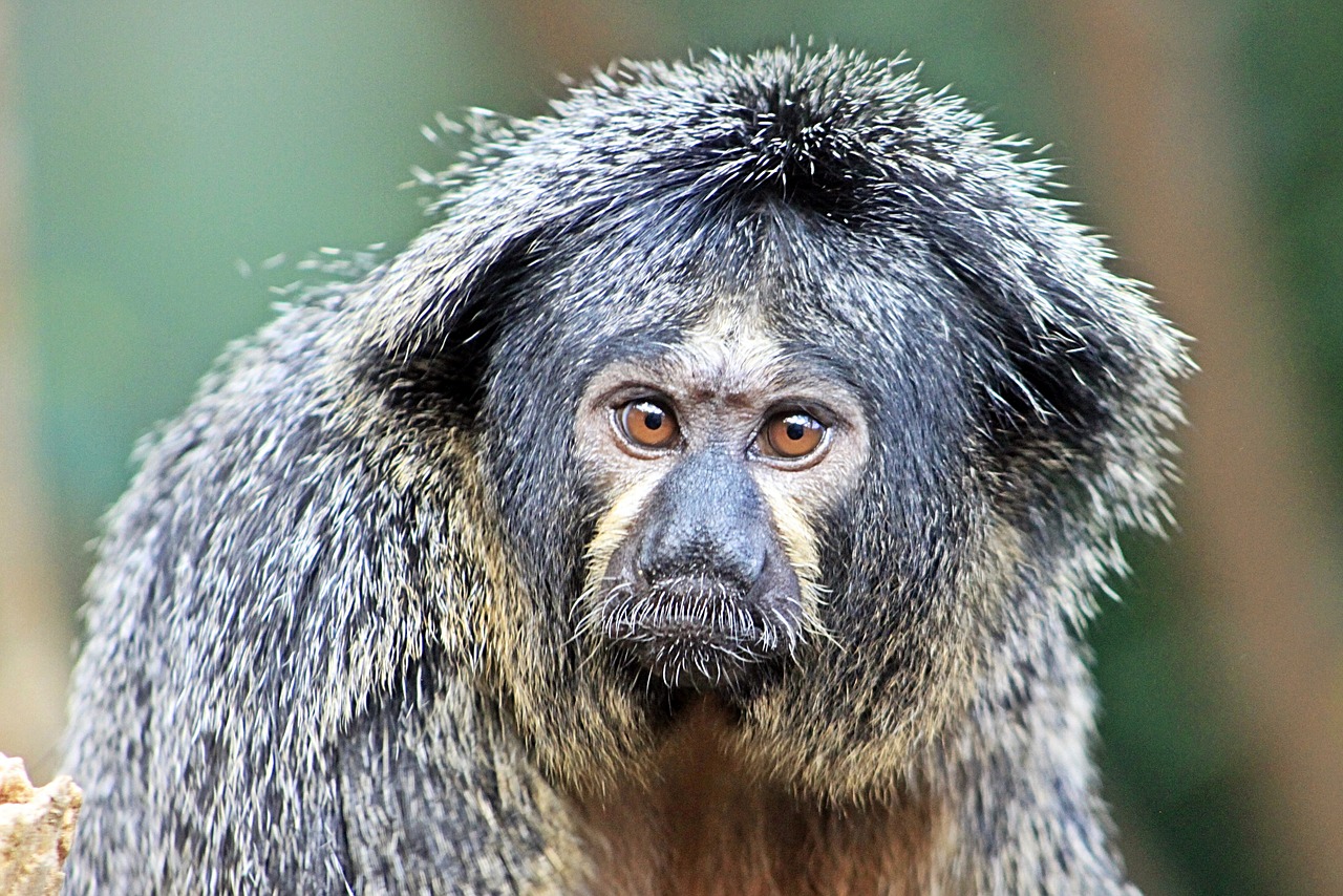 Beždžionė, Portretas Beždžionių, Zoologijos Sodas, Laukinės Gamtos Fotografija, Gyvūnų Pasaulis, Gamta, Gyvūnas, Nemokamos Nuotraukos,  Nemokama Licenzija