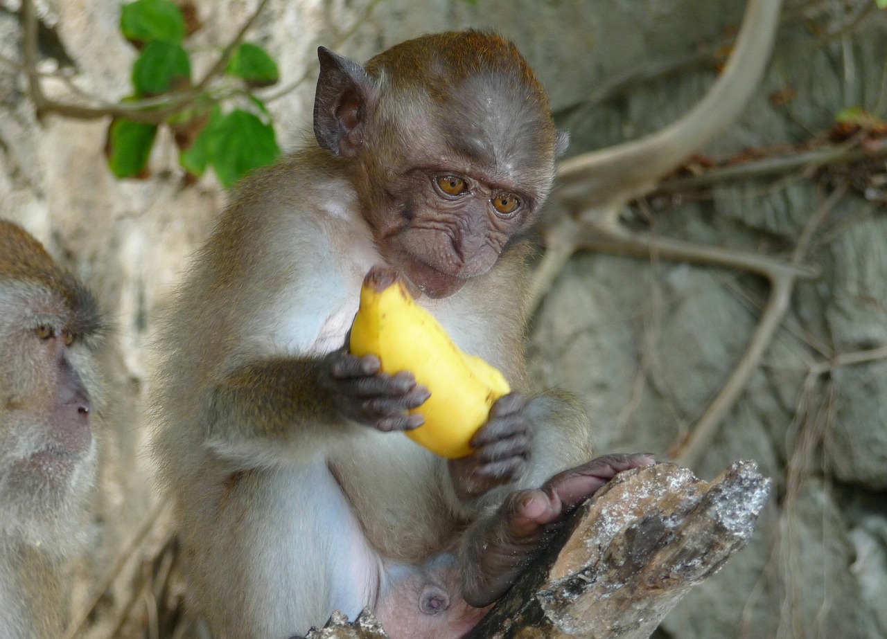Beždžionė, Bananas, Affchen, Džiunglės, Valgymas, Nemokamos Nuotraukos,  Nemokama Licenzija