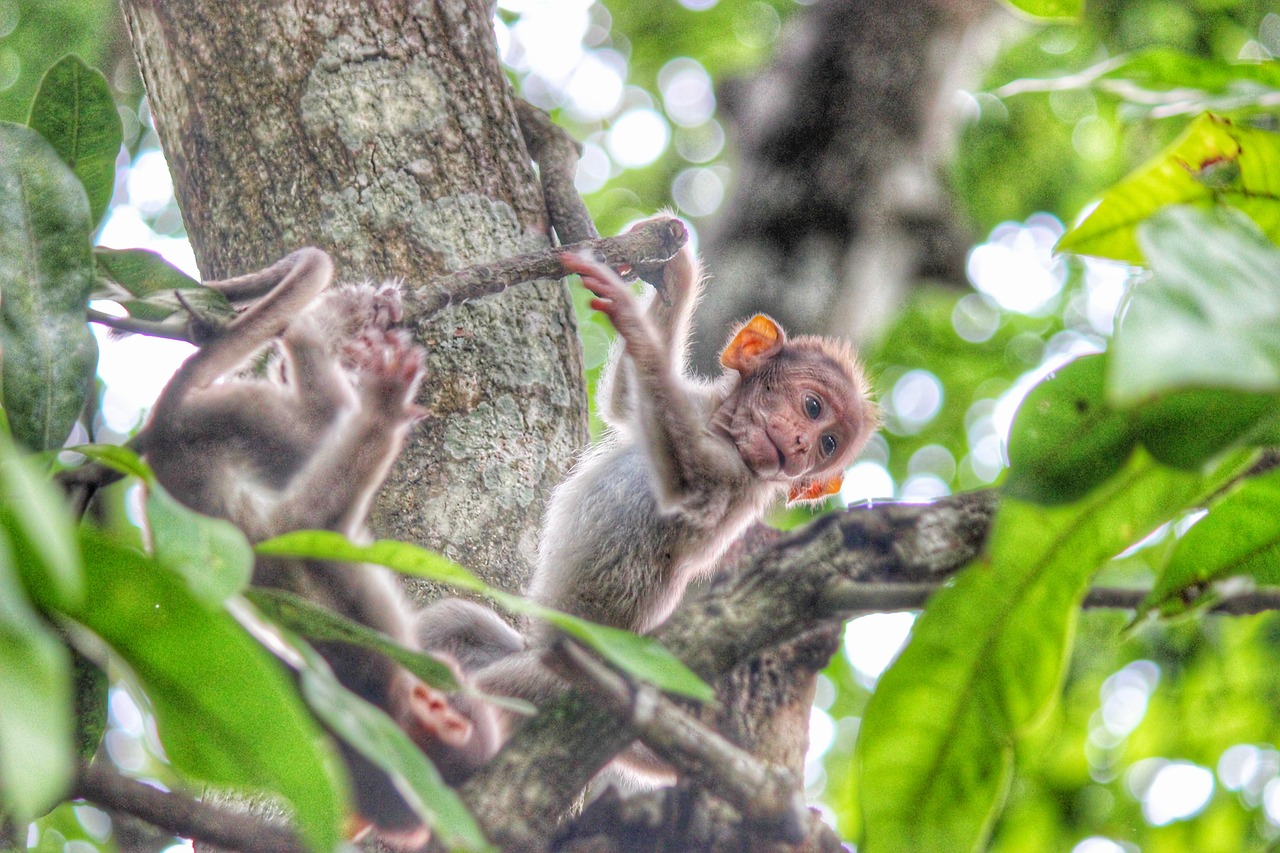 Beždžionė, Kerala, Wayanad, Beždžionės, Nemokamos Nuotraukos,  Nemokama Licenzija