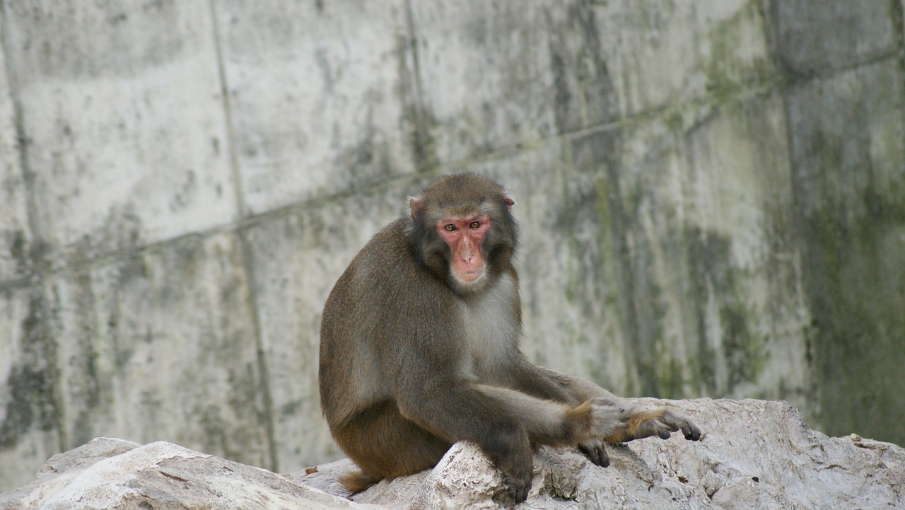 Beždžionė, Zoologijos Sodas, Šimpanzė, Nemokamos Nuotraukos,  Nemokama Licenzija