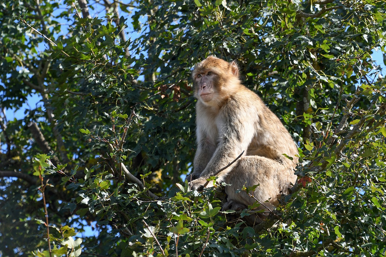 Beždžionė, Medis, Barbary Macaque, Magot, Nemokamos Nuotraukos,  Nemokama Licenzija