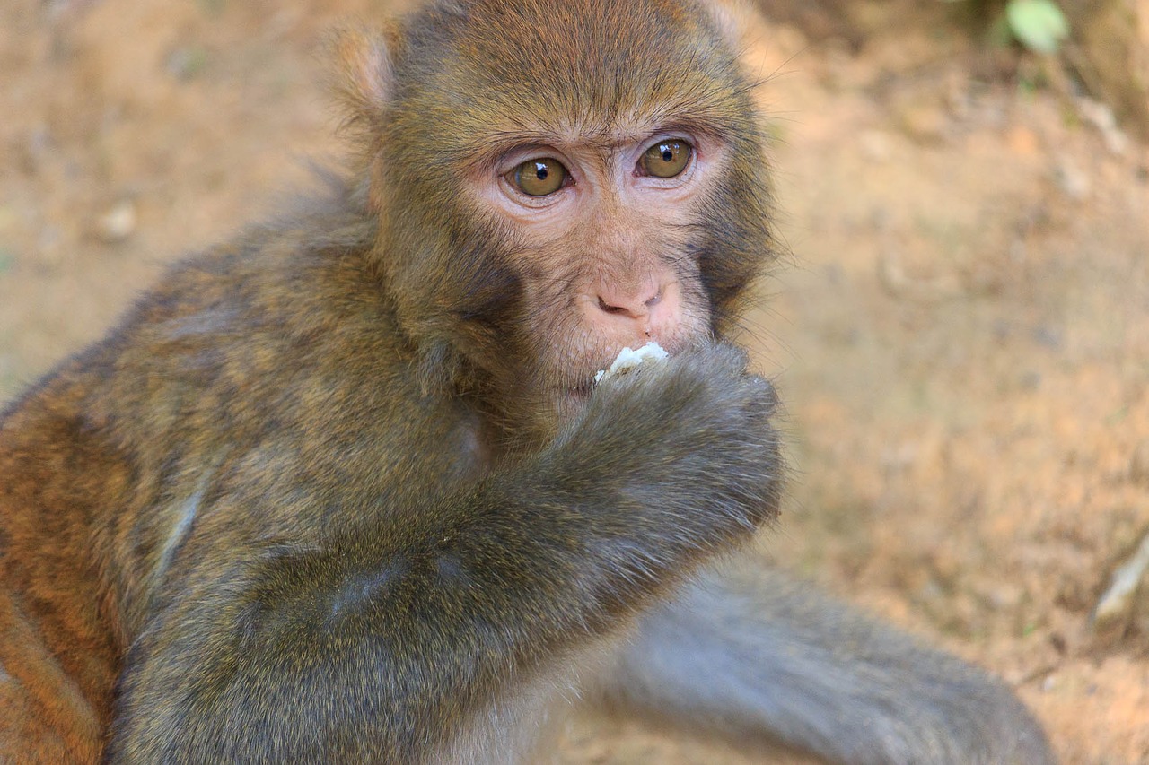 Beždžionė, Qiangling Shan Parkas, Kraštovaizdis, Nemokamos Nuotraukos,  Nemokama Licenzija