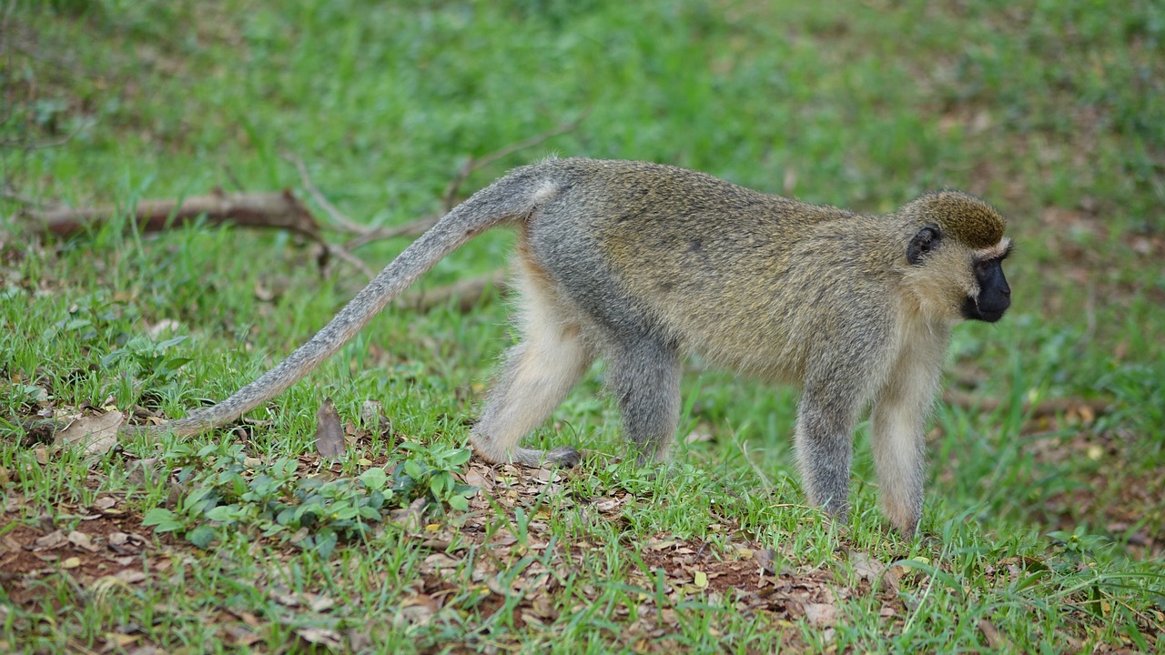 Beždžionė, Upės Nilo Šaltinis, Viktorijos Ežeras, Jinja, Uganda, Nemokamos Nuotraukos,  Nemokama Licenzija