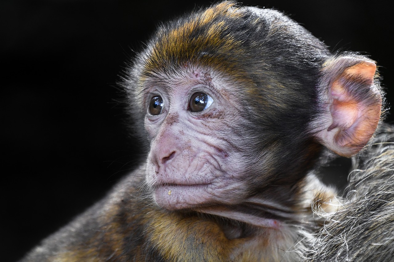 Beždžionė, Kūdikis, Atrodo, Barbary Macaque, Iš Arti, Magot, Nemokamos Nuotraukos,  Nemokama Licenzija
