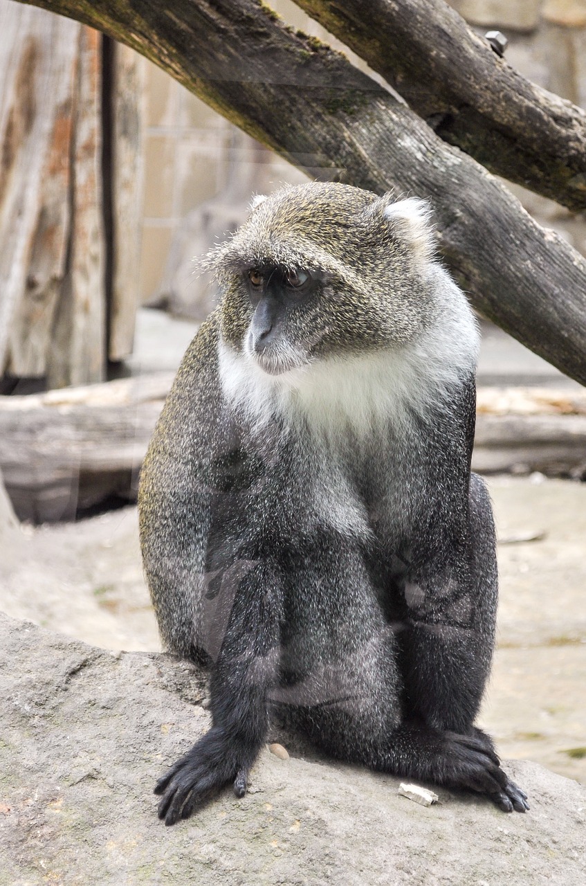 Beždžionė, Ape, Zoologijos Sodas, Gyvūnas, Laukinės Gamtos Fotografija, Primatai, Gamta, Primatas, Makake, Gyvūnų Pasaulis