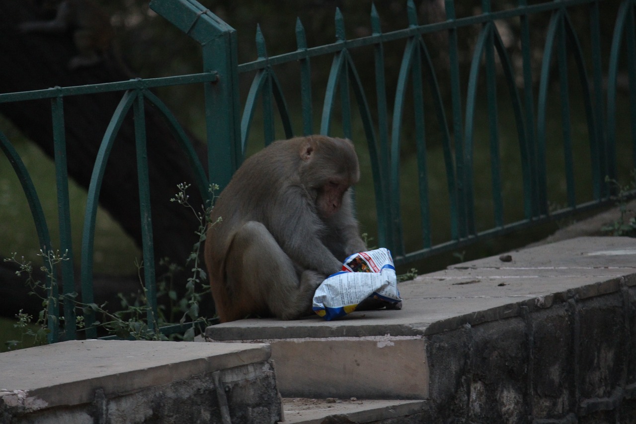 Beždžionė, Valgymas, Maistas, Nemokamos Nuotraukos,  Nemokama Licenzija
