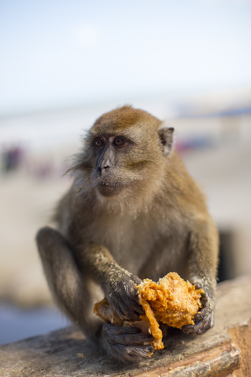 Beždžionė, Kfc, Nesveikas Maistas, Nemokamos Nuotraukos,  Nemokama Licenzija