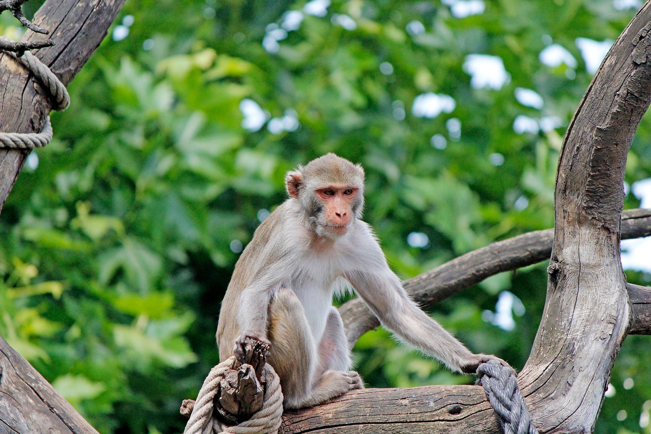 Beždžionė, Zoologijos Sodas, Primatas, Zoo Heidelberg, Nemokamos Nuotraukos,  Nemokama Licenzija
