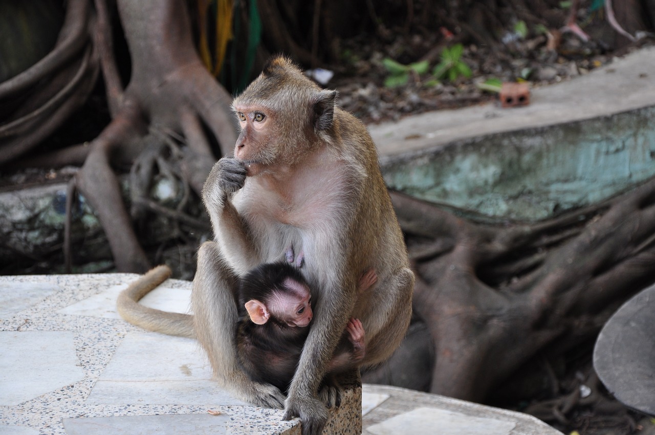 Beždžionė, Motina Ir Vaiku, Gamta, Tailandas, Nemokamos Nuotraukos,  Nemokama Licenzija