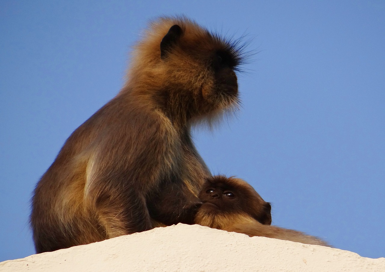 Beždžionė, Mama, Žindyti, Kūdikis, Langur, Hanuman Langur, Semnopithecus Entellus, Pilkas Languras, Gyvūnas, Žinduolis