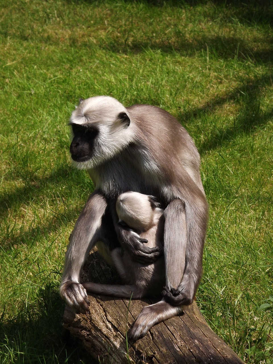 Beždžionė, Beždžionių Riešutas, Motina Ir Vaiku, Zoologijos Sodas, Nemokamos Nuotraukos,  Nemokama Licenzija