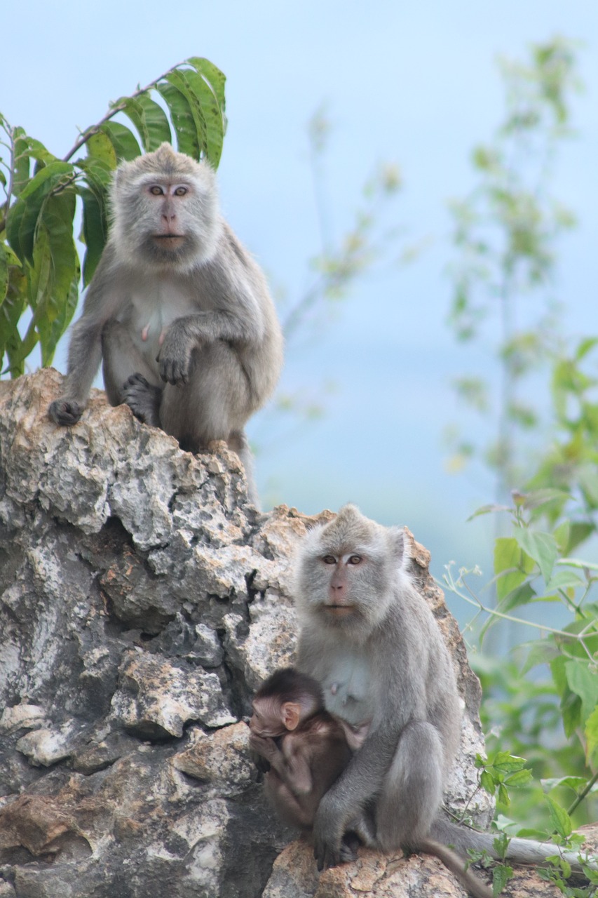 Beždžionė, Gamta, Gyvūnai, Gamtos Turizmas, Highlands, Nemokamos Nuotraukos,  Nemokama Licenzija