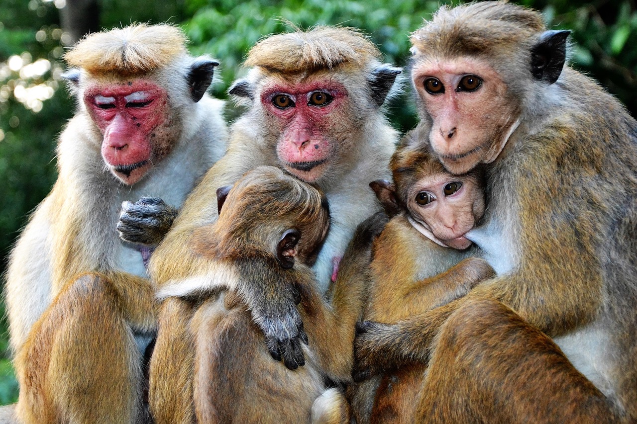 Beždžionė,  Žinduolis,  Gyvūnų Pasaulis,  Primatas,  Gamta,  Kūdikis,  Šeima,  Be Honoraro Mokesčio, Nemokamos Nuotraukos,  Nemokama Licenzija