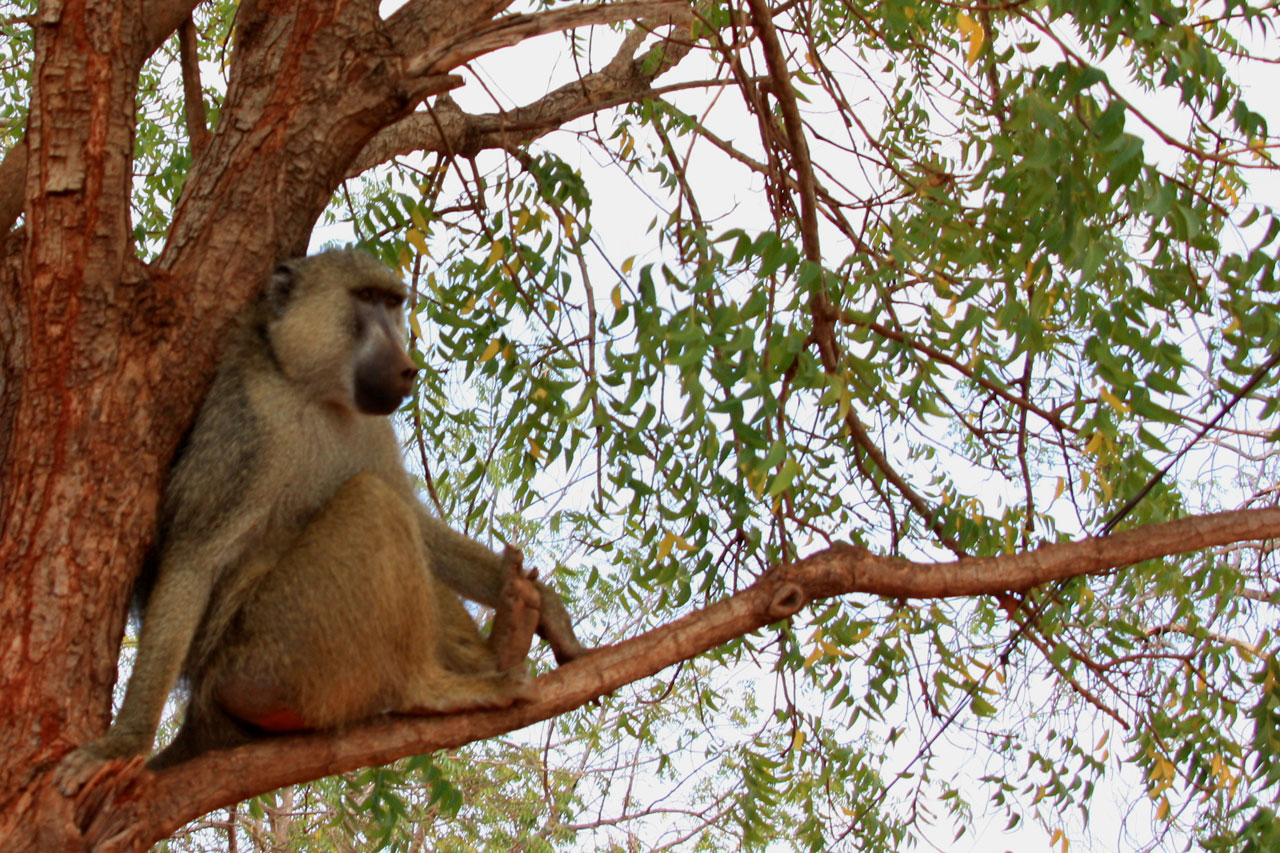 Beždžionė,  Gyvūnas,  Šeima,  Laukiniai,  Safari,  Afrika,  Kelionė,  Kenya,  Tsavo,  Nuotykis