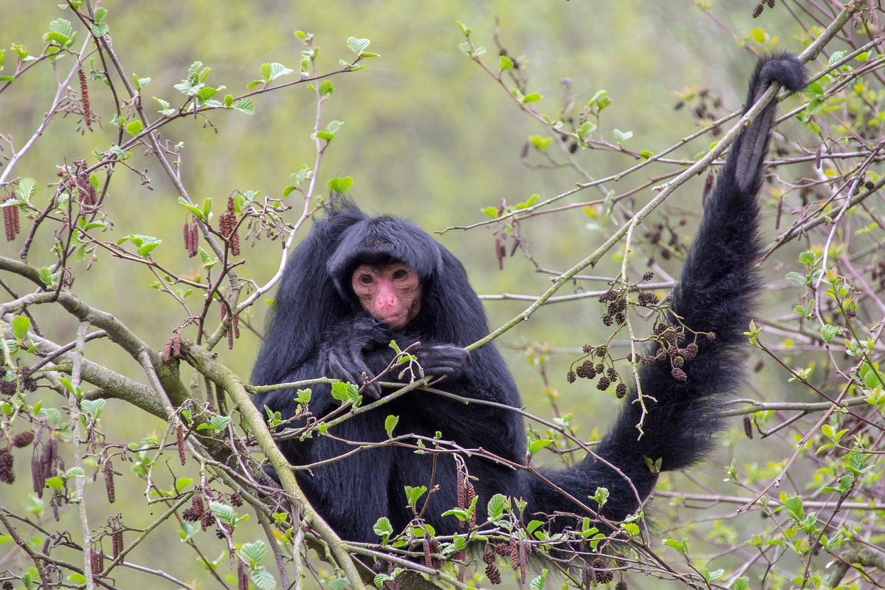 Beždžionė,  Žinduolis,  Zoo,  Primatai,  Puikus Ape,  Gyvūnai, Nemokamos Nuotraukos,  Nemokama Licenzija