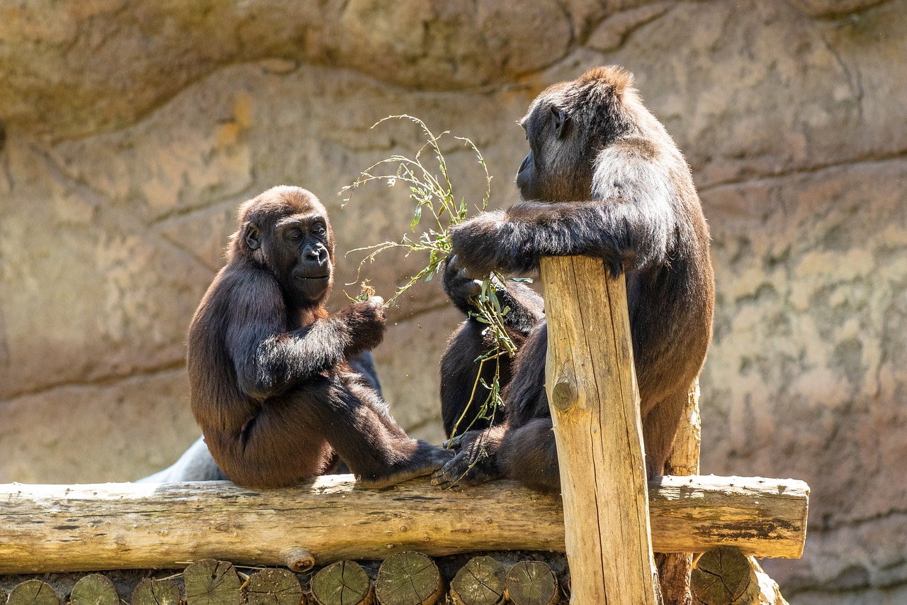 Beždžionė,  Primatų,  Gorila,  Gyvūnas,  Gyvūnijos Pasaulyje,  Žinduolis,  Zoo,  Galvoju,  Krefeld,  Zoo Krefeld