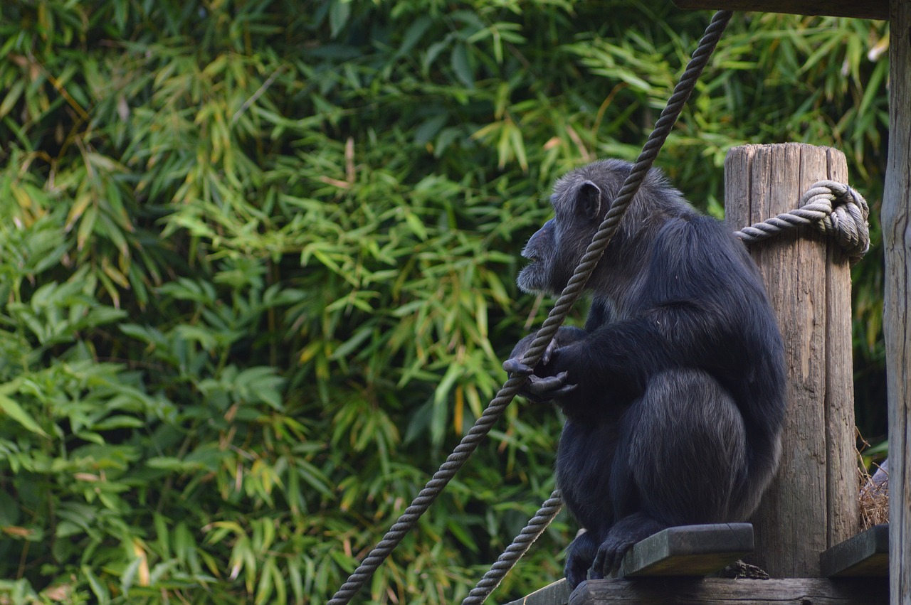 Beždžionė,  Šimpanzė,  Primatų,  Zoologijos Sodas, Nemokamos Nuotraukos,  Nemokama Licenzija