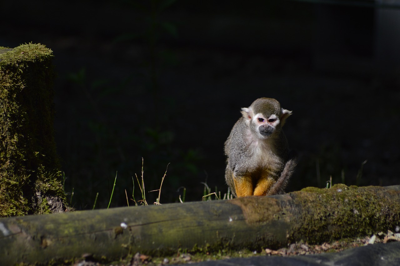 Beždžionė,  Primatų,  Zoologijos Sodas, Nemokamos Nuotraukos,  Nemokama Licenzija