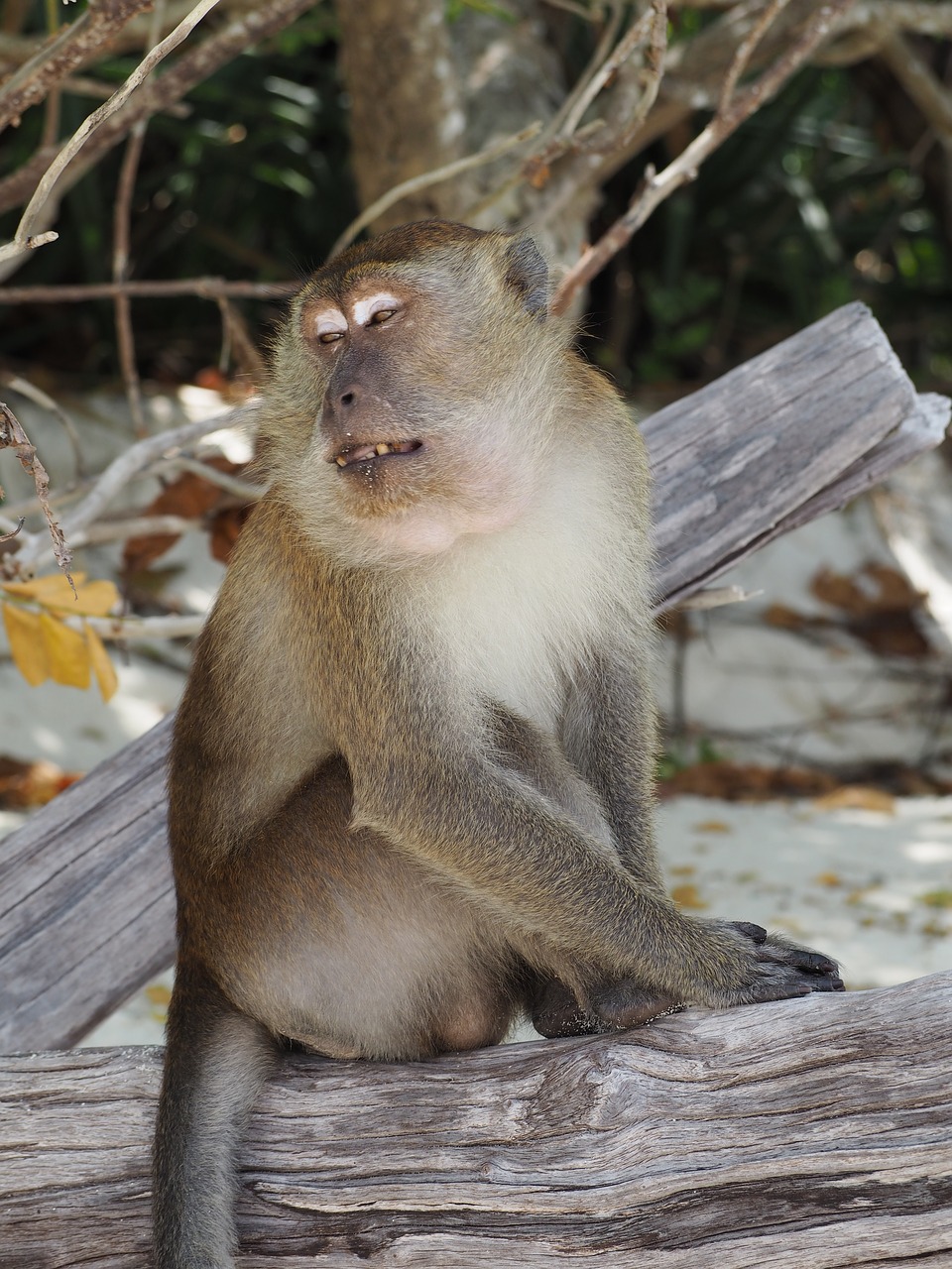 Beždžionė,  Gyvūnas,  Tailandas, Nemokamos Nuotraukos,  Nemokama Licenzija