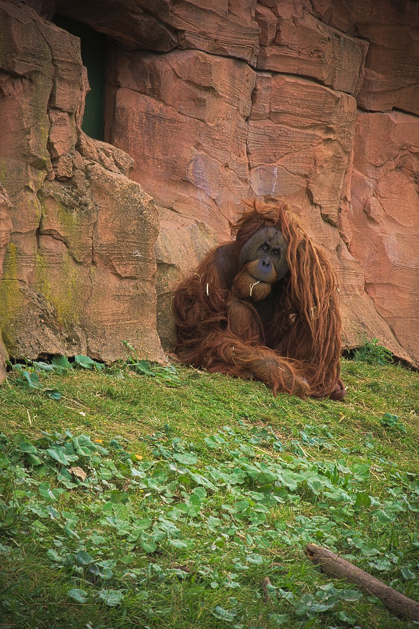 Beždžionė,  Gyvūnas,  Afrikoje,  Zoo,  Laukinių,  Safari,  Pobūdį,  Gyvūnai,  Žinduoliai, Nemokamos Nuotraukos