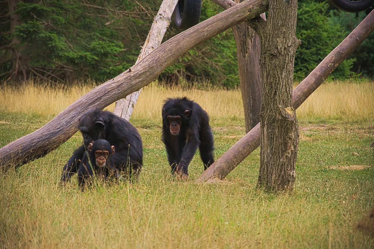 Beždžionė,  Gyvūnas,  Afrikoje,  Zoo,  Ragai,  Laukinių,  Safari,  Pobūdį,  Gyvūnai,  Žinduoliai