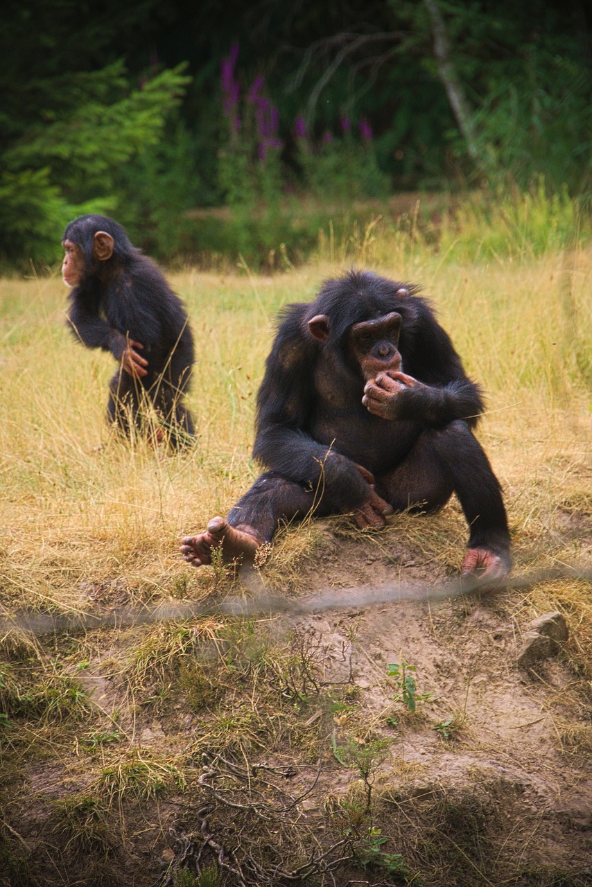 Beždžionė,  Gyvūnas,  Afrikoje,  Zoo,  Ragai,  Laukinių,  Safari,  Pobūdį,  Gyvūnai,  Žinduoliai