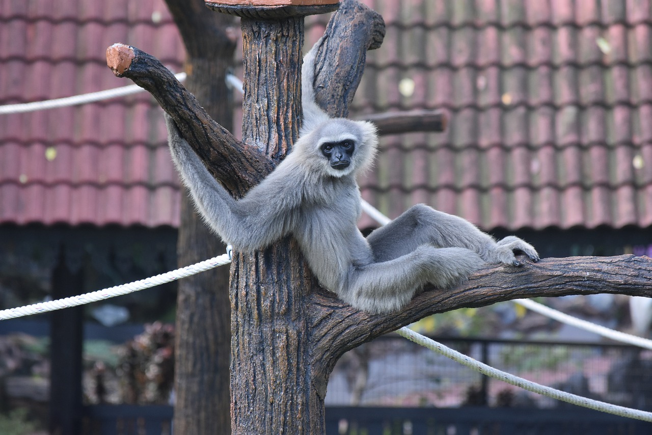 Beždžionė,  Primatų,  Malaizija,  Johor,  Zoo,  Gyvūnas, Nemokamos Nuotraukos,  Nemokama Licenzija