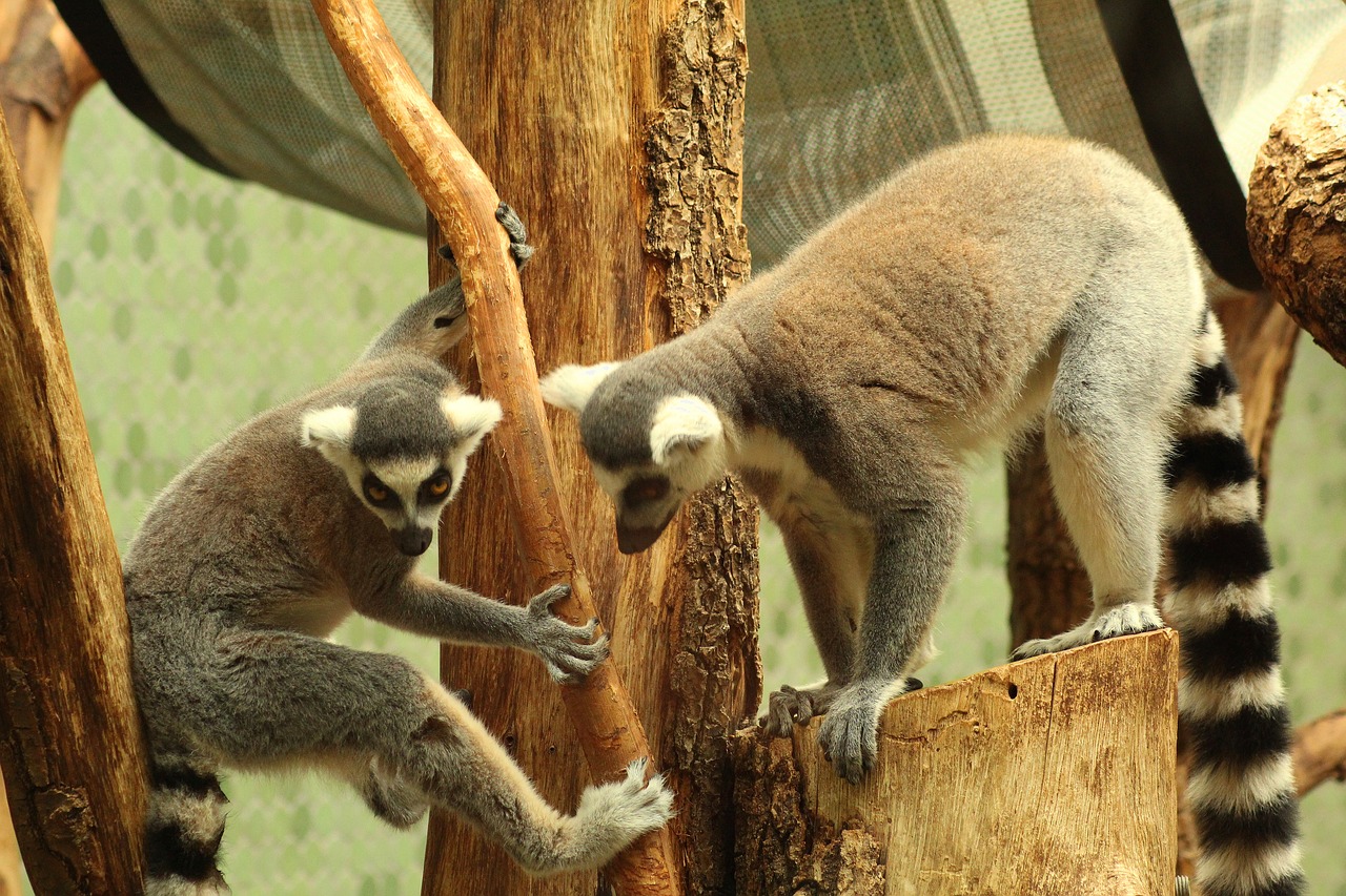 Beždžionė,  Gyvūnas,  Žinduolis,  Gyvūnijos Pasaulyje,  Zoo,  Pobūdį,  Furry,  Mielas,  Primatai,  Äffchen