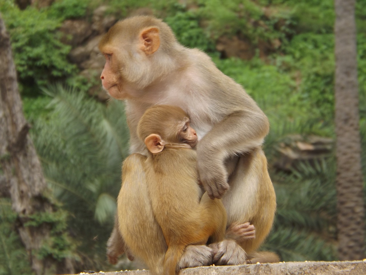 Beždžionė,  Gyvūnas,  Motina,  Meilė,  Gyvūnijos,  Pobūdį,  Bundi,  Rajasthan,  Indija,  Turizmas