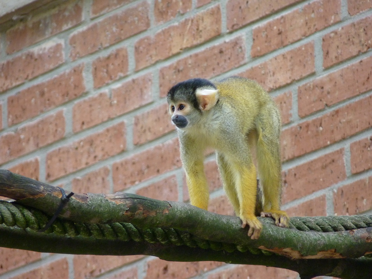 Beždžionė, Voverės Beždžionė, Lipti, Tiergarten, Zoologijos Sodas, Nemokamos Nuotraukos,  Nemokama Licenzija
