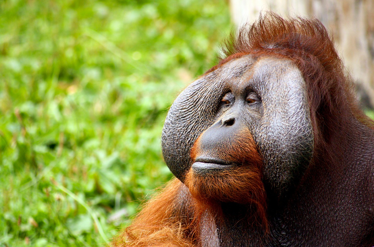 Beždžionė, Orangutanas, Gyvūnas, Veidas, Plaukai, Gagio, Raudona, Tawny, Laukiniai, Ramus