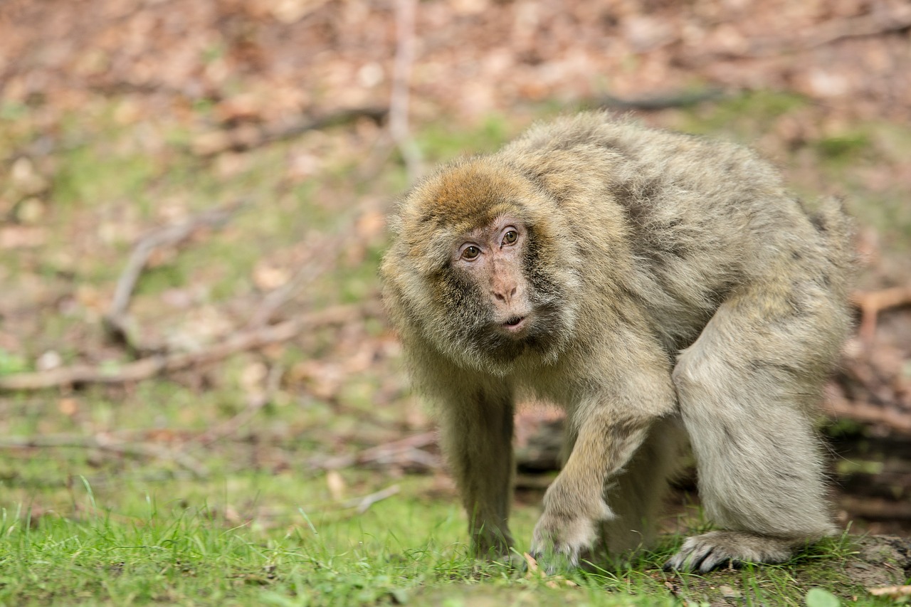 Beždžionė, Barbary Ape, Žinduolis, Gyvūnas, Affchen, Gamta, Gyvūnų Pasaulis, Zoologijos Sodas, Gyvūnų Portretas, Beždžionių Kalnas