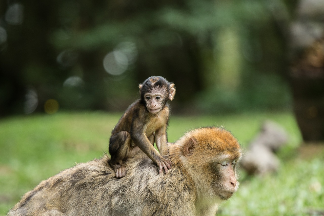 Beždžionė, Barbary Ape, Žinduolis, Affchen, Gamta, Gyvūnų Pasaulis, Gyvūnai, Zoologijos Sodas, Šeima, Jaunas Gyvūnas