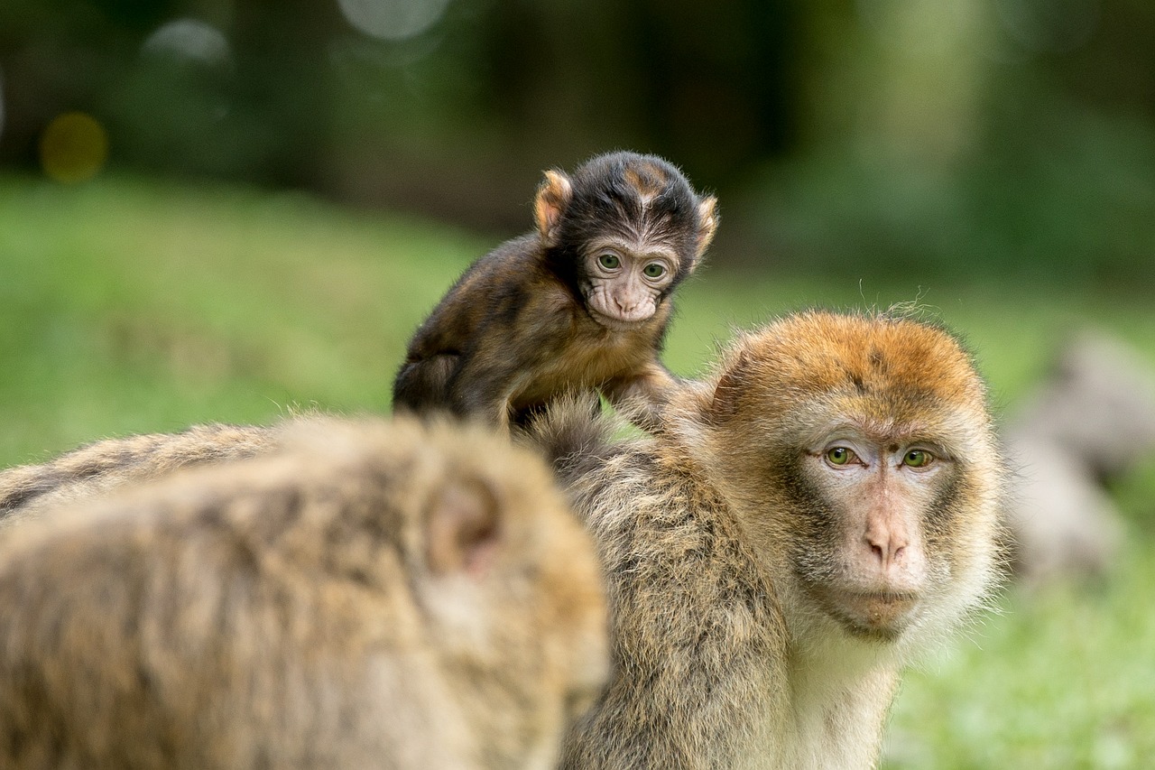 Beždžionė, Barbary Ape, Žinduolis, Affchen, Gamta, Gyvūnų Pasaulis, Gyvūnai, Zoologijos Sodas, Šeima, Jaunas Gyvūnas