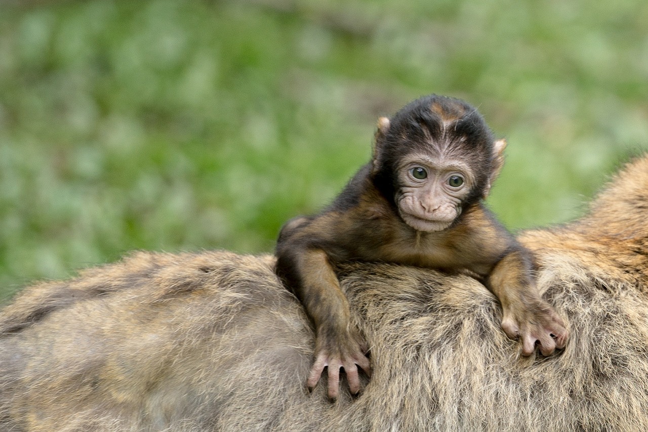 Beždžionė, Jaunas Gyvūnas, Jaunas, Barbary Ape, Žinduolis, Gyvūnas, Affchen, Gamta, Gyvūnų Pasaulis, Zoologijos Sodas