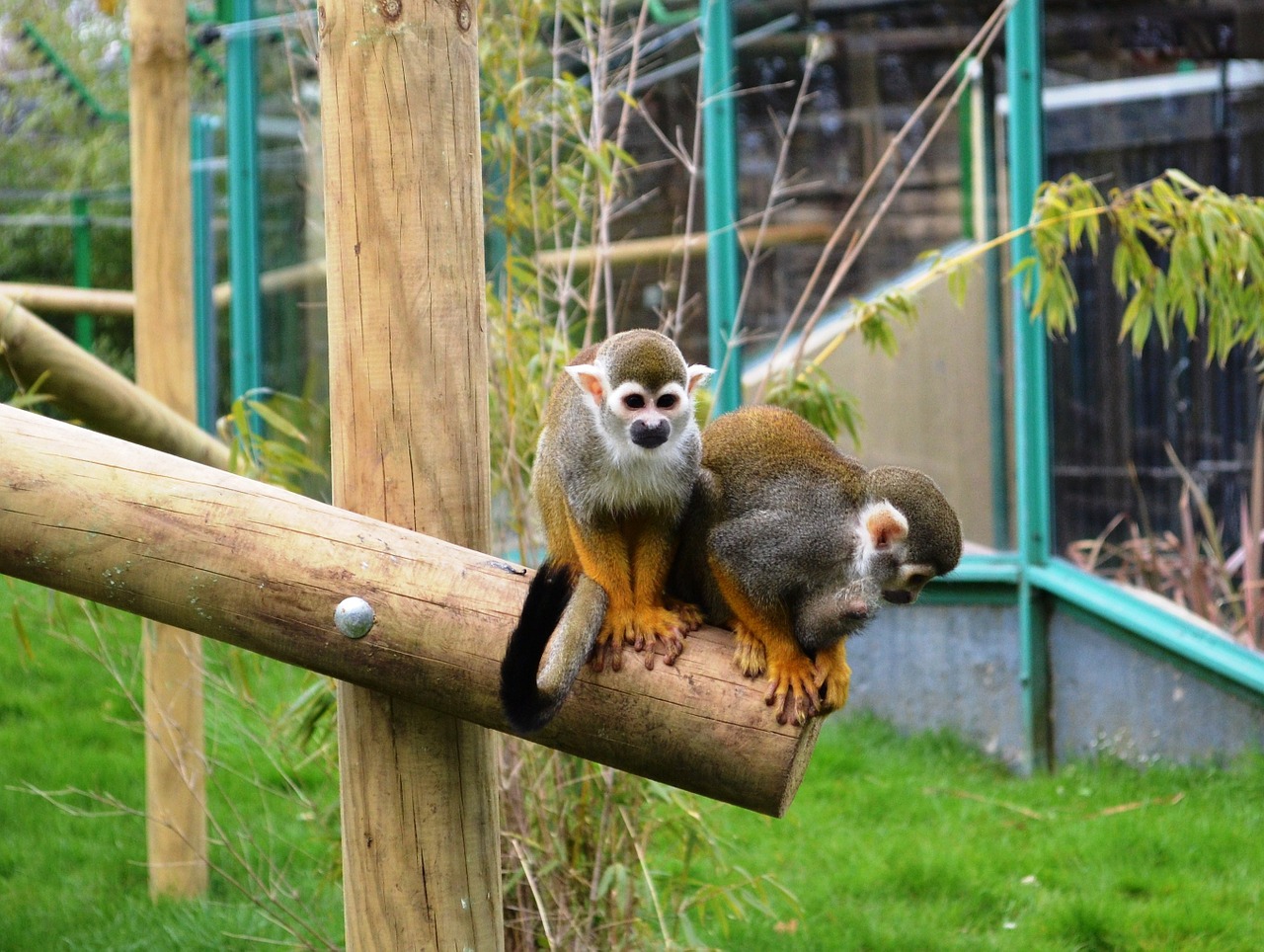 Beždžionė, Zoologijos Sodas, Gyvūnas, Laukinė Gamta, Mielas, Primatas, Nemokamos Nuotraukos,  Nemokama Licenzija