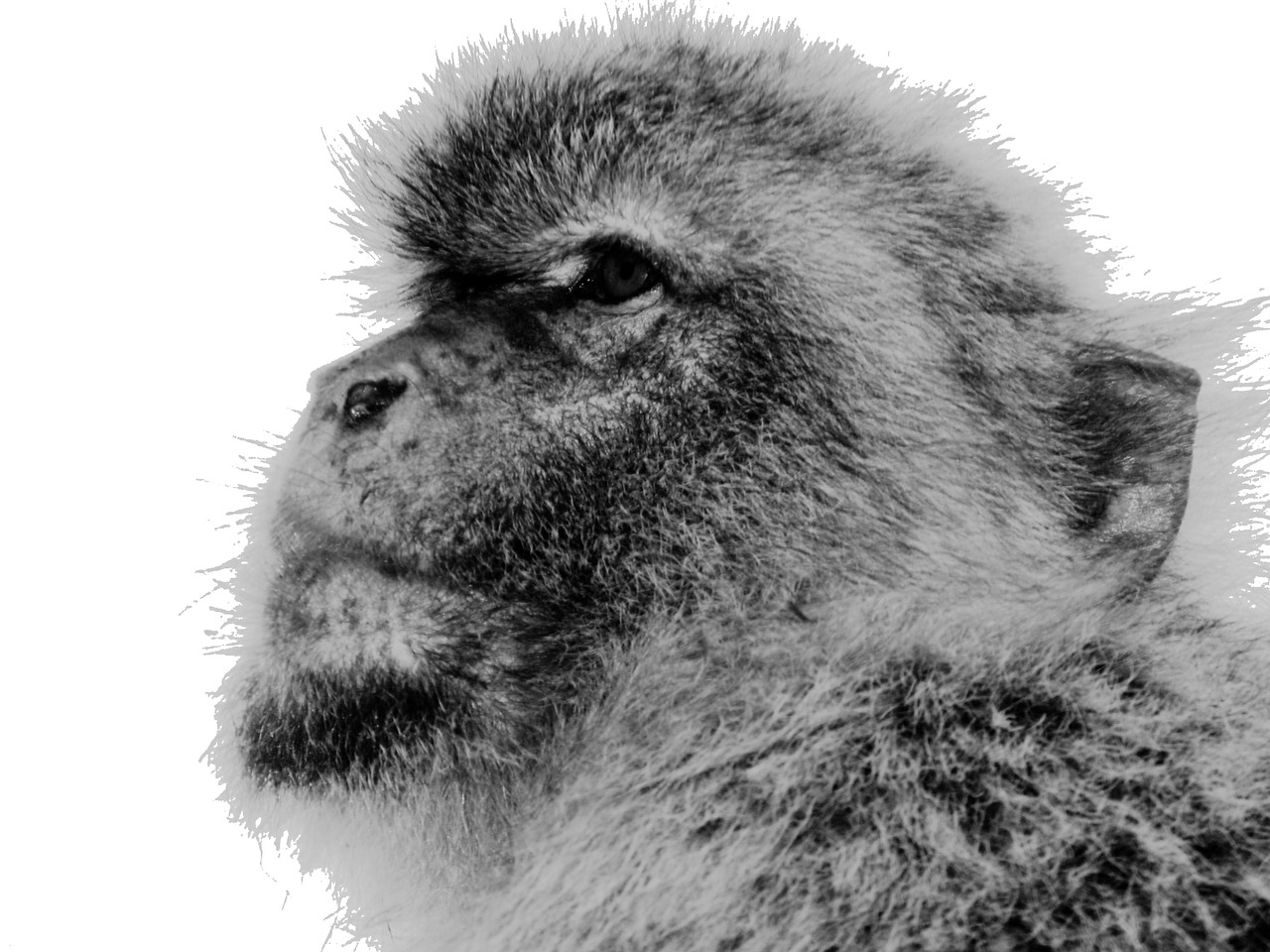 Beždžionė, Affchen, Barbary Ape, Gyvūnas, Gibraltaras, Nemokamos Nuotraukos,  Nemokama Licenzija