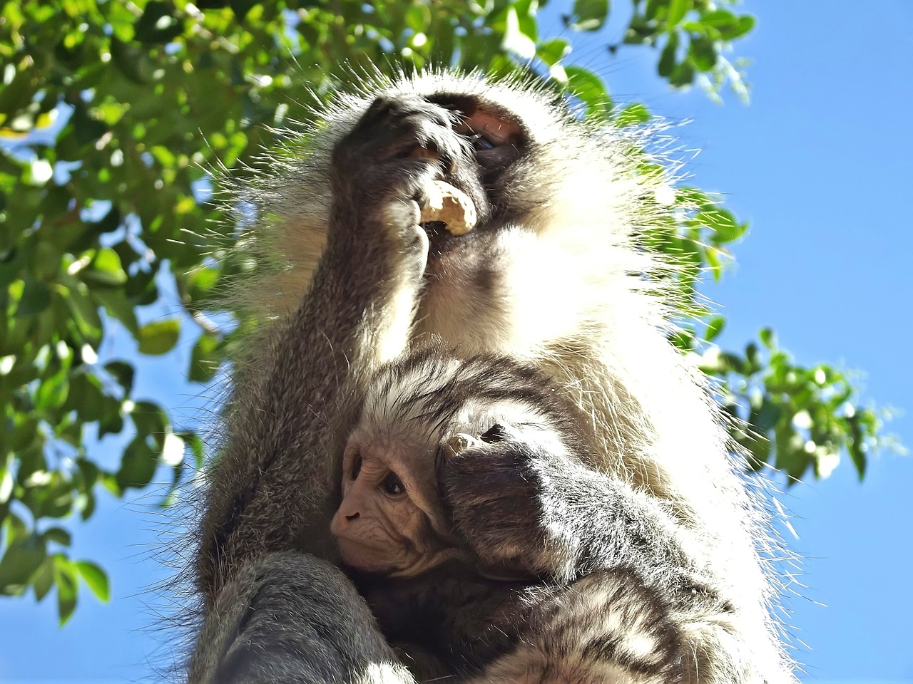 Beždžionė, Vervet, Kūdikis, Kūdikis, Pietų Afrika, Hartbeespoort, Schoemansville, Gamta, Laukiniai, Afrikos