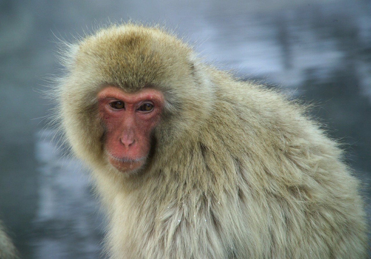 Beždžionė, Japanese Macaque, Sniego Beždžionė, Gamta, Primatas, Laukinė Gamta, Makakos, Portretas, Žiūri, Įdomu