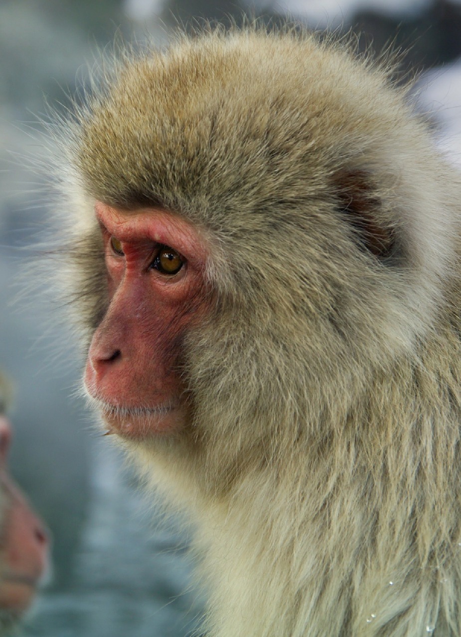 Beždžionė, Japanese Macaque, Sniego Beždžionė, Iš Arti, Veidas, Portretas, Vanduo, Grooming, Gamta, Primatas
