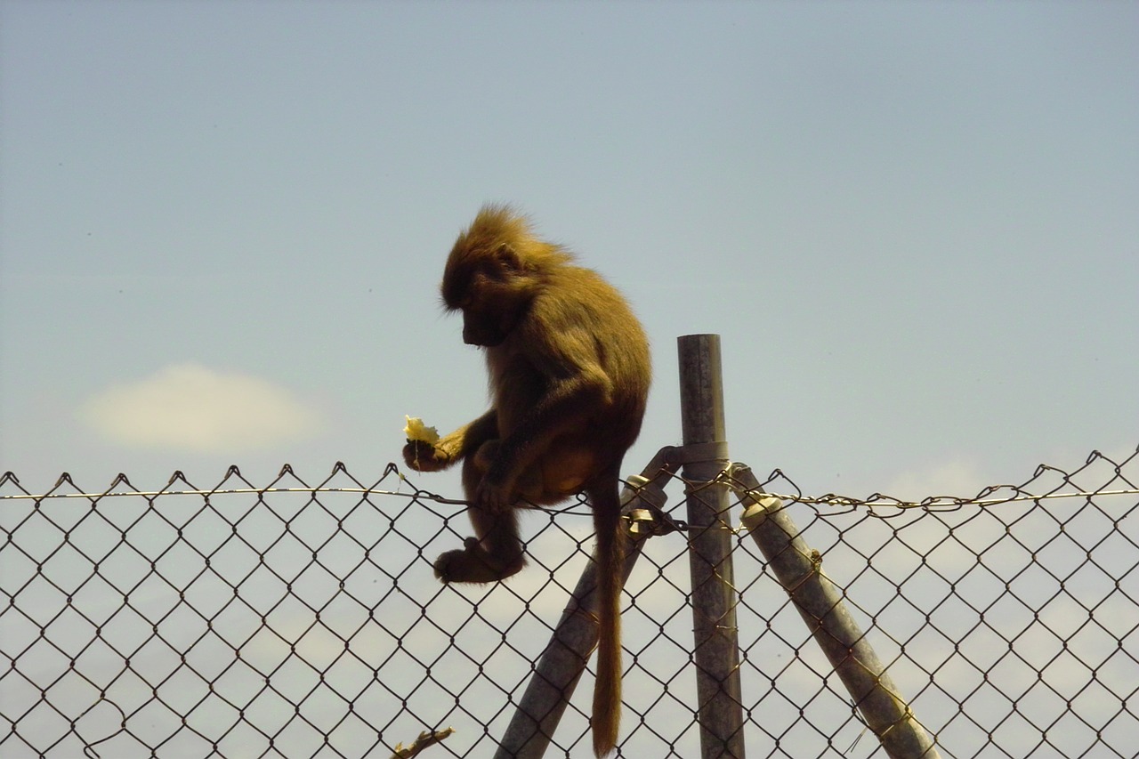 Beždžionė, Zoologijos Sodas, Gamta, Babuinas, Padaras, Žinduolis, Juokinga, Affchen, Prosimian, Šimpanzė