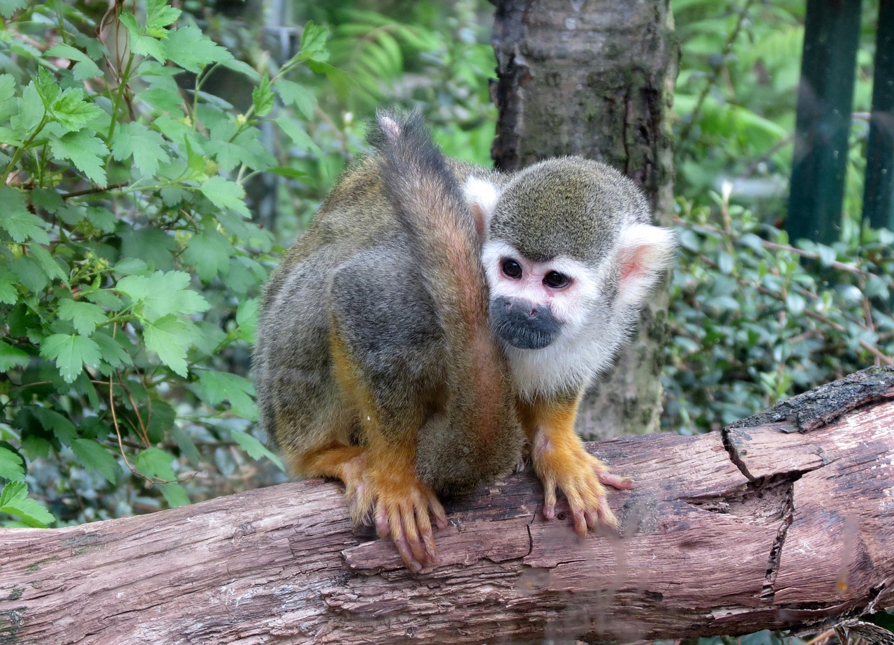 Beždžionė,  Děčín Zoo,  Žinduolis,  Gyvūnas,  Mažas,  Mielas,  Gražus,  Gamta, Nemokamos Nuotraukos,  Nemokama Licenzija