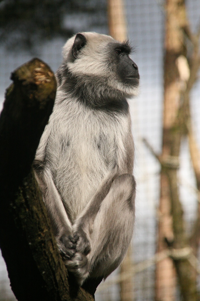 Beždžionė,  Apenheul,  Gyvūnas,  Afrika,  Gražus,  Saldus,  Pilka,  Gyvūnai, Nemokamos Nuotraukos,  Nemokama Licenzija