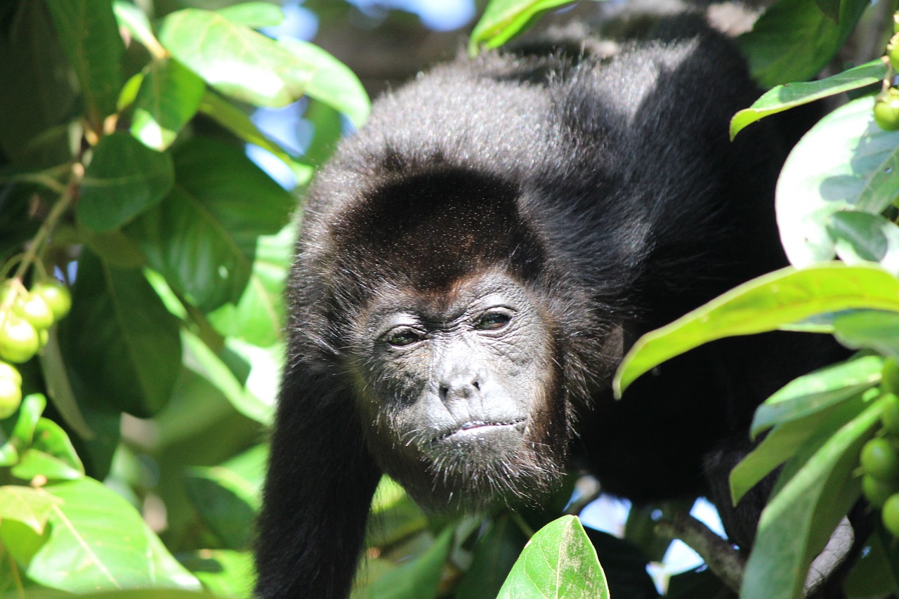 Beždžionė, Garsas, Patinas, Gyvūnas, Džiunglės, Costa, Rica, Nemokamos Nuotraukos,  Nemokama Licenzija