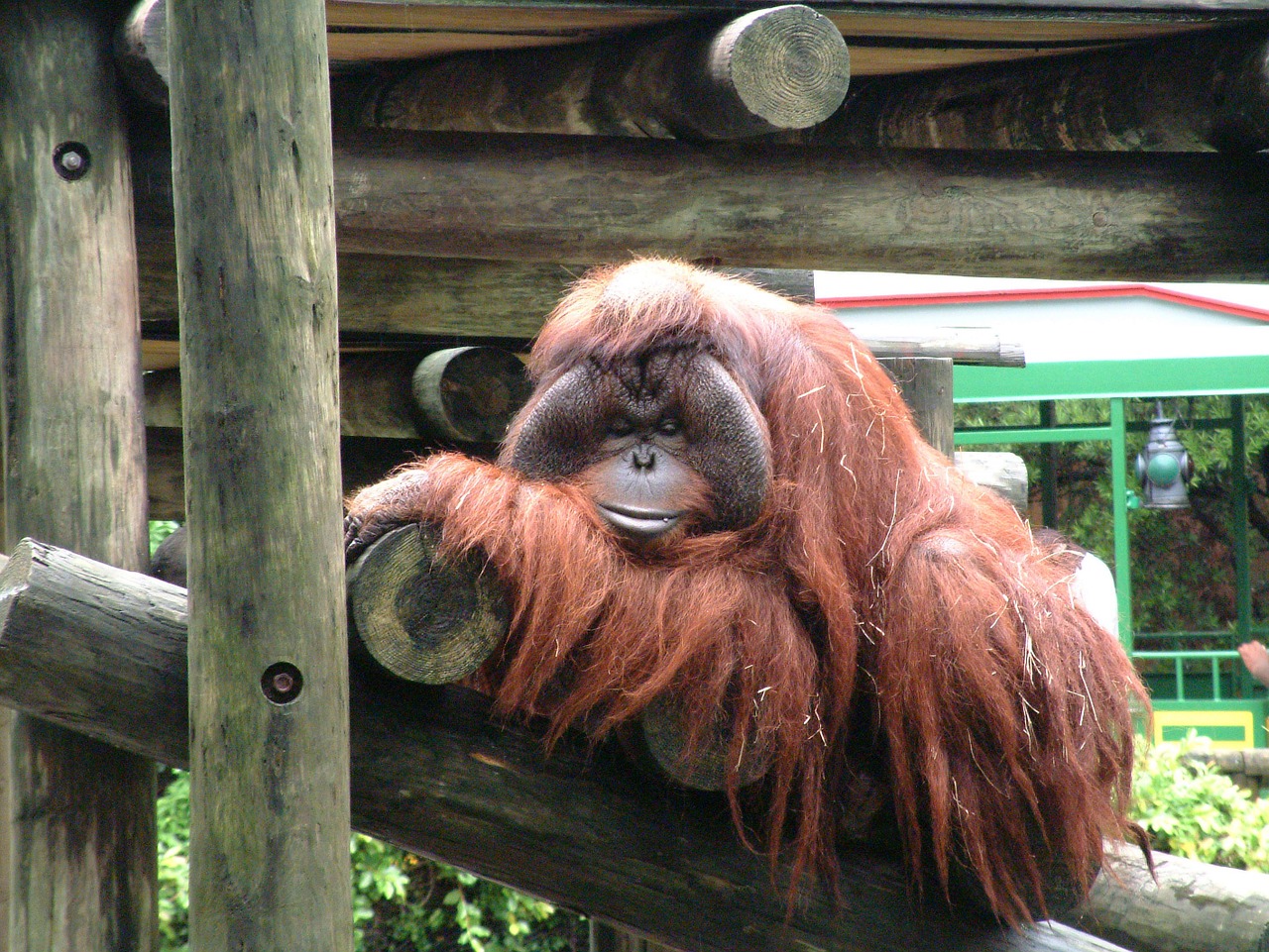 Beždžionė,  Beždžionė,  Gyvūnų,  Pobūdį,  Gyvūnijos,  Primatų,  Orangutanai, Nemokamos Nuotraukos,  Nemokama Licenzija