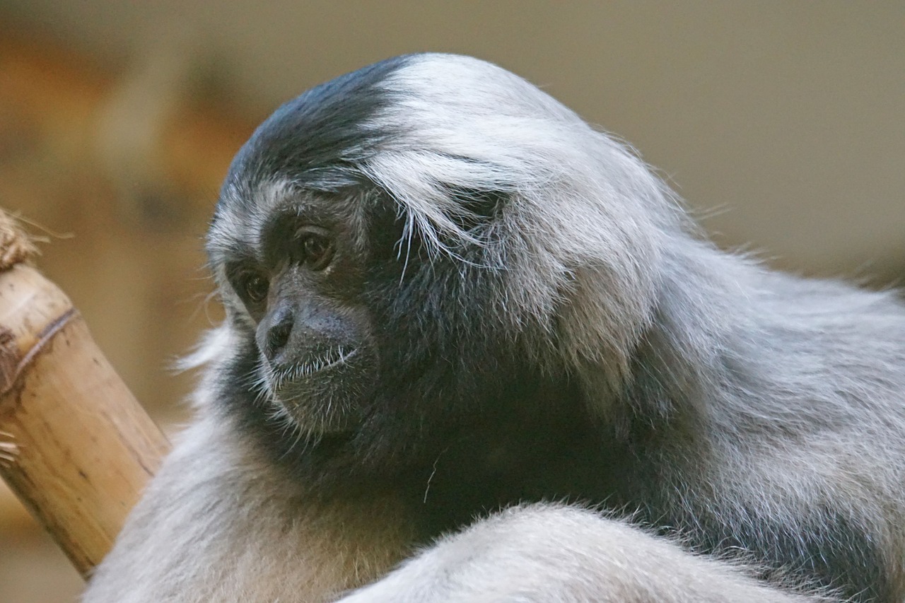 Beždžionė, Gibbon, Nuobodulys, Nemokamos Nuotraukos,  Nemokama Licenzija