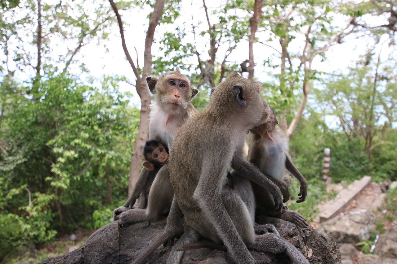 Beždžionė, Beždžionių Kamuolys, Beždžionė Motina, Nemokamos Nuotraukos,  Nemokama Licenzija